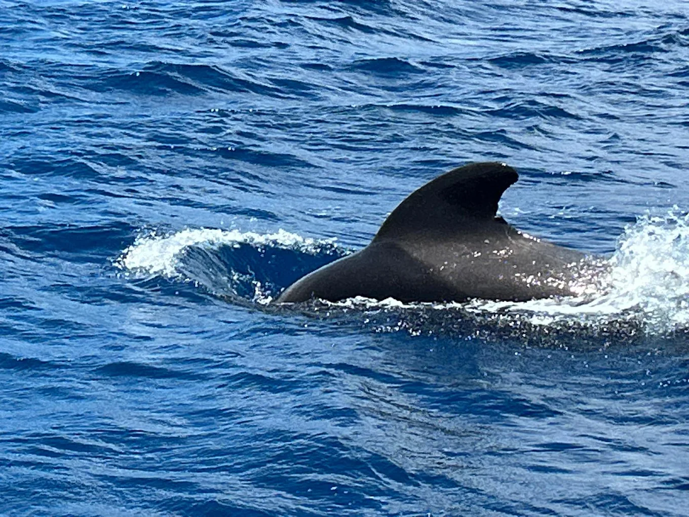 Dolphin Watching